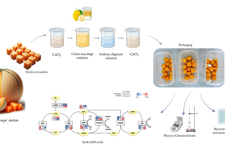 制作可保存水果的可食用藻类薄膜即将推出